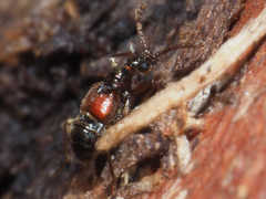 Tyrus mucronatus