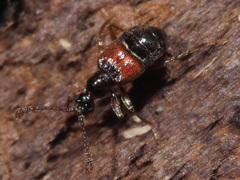 Tyrus mucronatus
