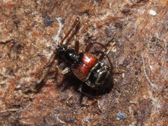 Tyrus mucronatus