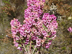 Erica chamissonis chamissonis