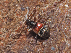 Tyrus mucronatus