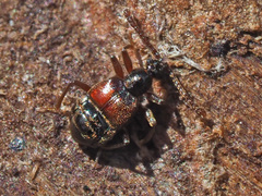 Tyrus mucronatus
