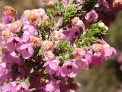 Erica chamissonis chamissonis