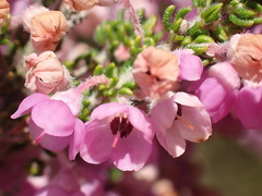 Erica chamissonis chamissonis