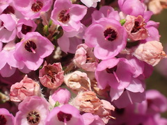 Erica chamissonis chamissonis