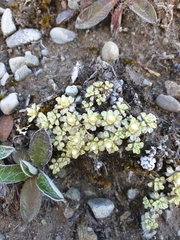 Raoulia parkii