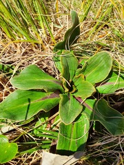 Celmisia verbascifolia