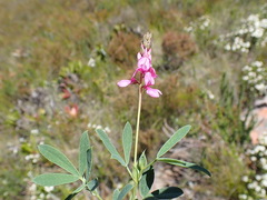Indigofera monostachya