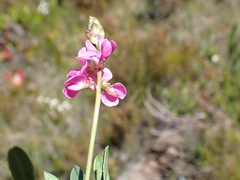 Indigofera monostachya