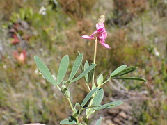 Indigofera monostachya
