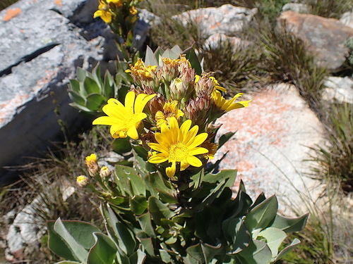 Image of Osteospermum sp3 by no rights reserved