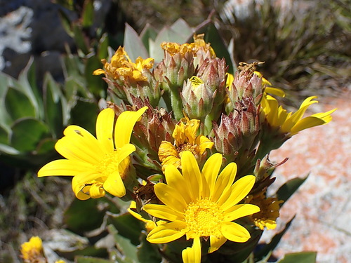 Image of Osteospermum sp3 by no rights reserved