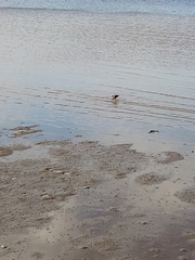 Limosa lapponica