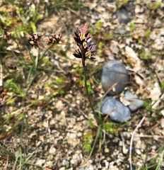 Juncus salsuginosus