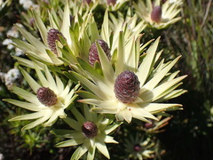 Leucadendron loeriense
