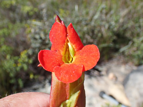 Image of Harveya bolusii by no rights reserved
