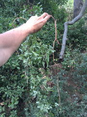 Eccremocarpus scaber