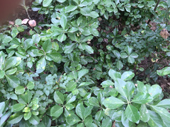 Eccremocarpus scaber