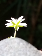 Stellaria decipiens
