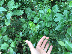 Eccremocarpus scaber