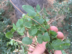 Eccremocarpus scaber