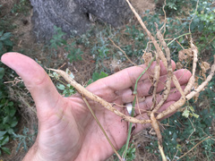 Eccremocarpus scaber