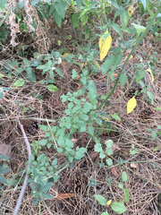 Eccremocarpus scaber