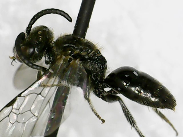 Atlantic Cuckoo Sweat Bee