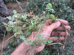 Eccremocarpus scaber