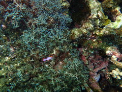 Pseudoceros ferrugineus