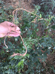 Eccremocarpus scaber