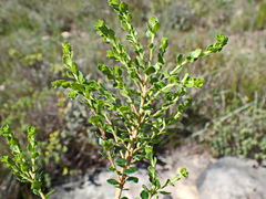 Agathosma venusta
