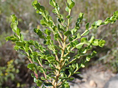 Agathosma venusta
