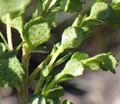 Agathosma venusta
