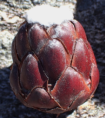 Image of Protea foliosa by no rights reserved