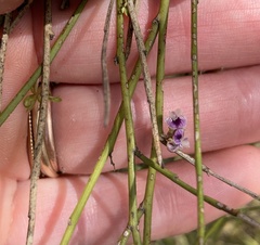 Carmichaelia australis