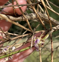 Carmichaelia australis