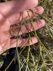 Carmichaelia australis