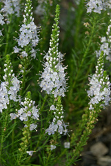 Veronica pinnata