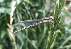 Austrolestes annulosus