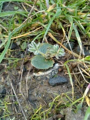 Lupinus densiflorus densiflorus