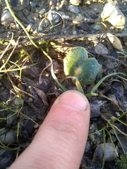 Lupinus densiflorus densiflorus