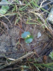 Lupinus densiflorus densiflorus