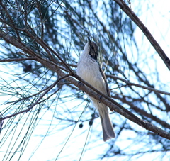 Plectorhyncha lanceolata