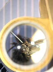 Brachycyttarus griseus