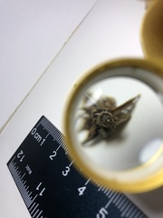 Brachycyttarus griseus