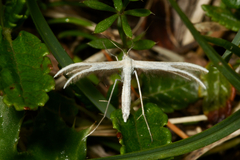 Pterophorus pentadactyla
