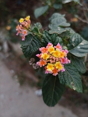 Lantana camara