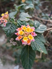 Lantana camara