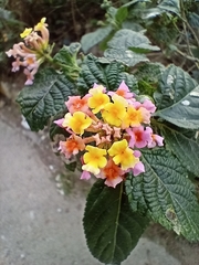 Lantana camara